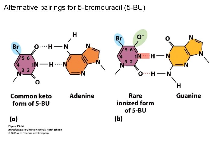 Alternative pairings for 5 -bromouracil (5 -BU) Figure 15 -14 