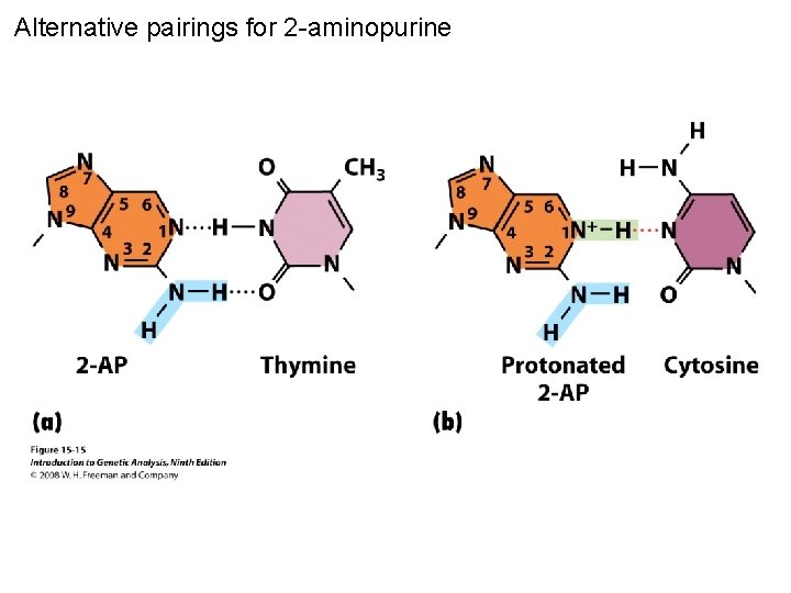 Alternative pairings for 2 -aminopurine Figure 15 -15 