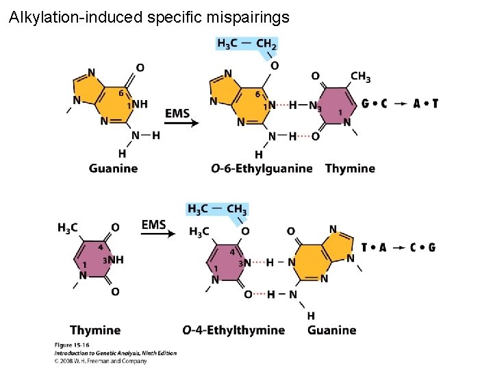 Alkylation-induced specific mispairings Figure 15 -16 