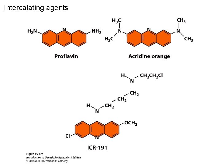 Intercalating agents Figure 15 -17 a 