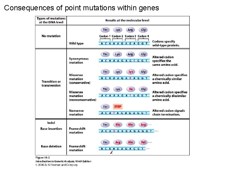 Consequences of point mutations within genes Figure 15 -2 