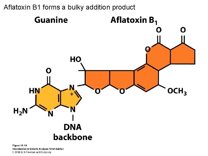 Aflatoxin B 1 forms a bulky addition product Figure 15 -19 
