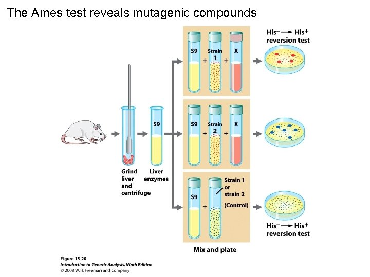 The Ames test reveals mutagenic compounds Figure 15 -20 