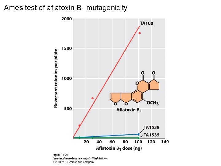 Ames test of aflatoxin B 1 mutagenicity Figure 15 -21 