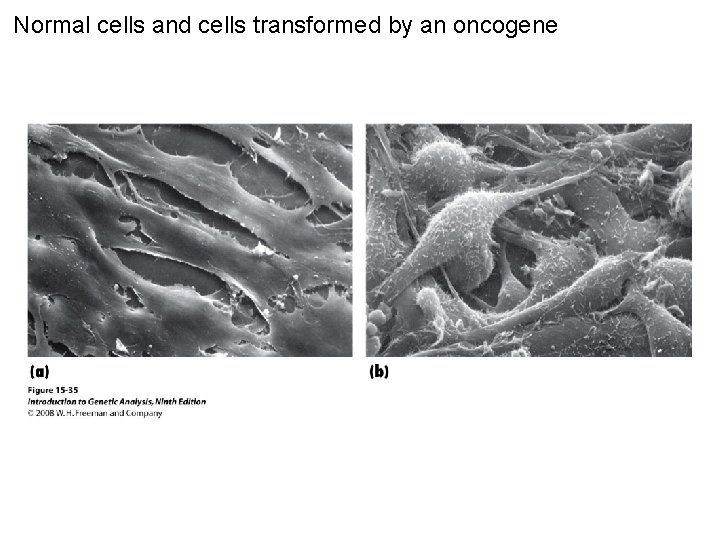 Normal cells and cells transformed by an oncogene Figure 15 -35 