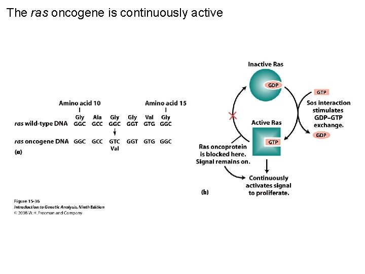 The ras oncogene is continuously active Figure 15 -36 