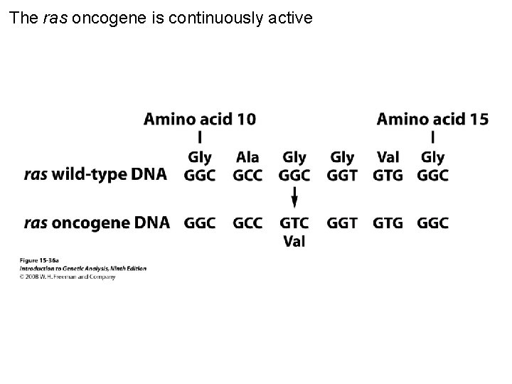 The ras oncogene is continuously active Figure 15 -36 a 