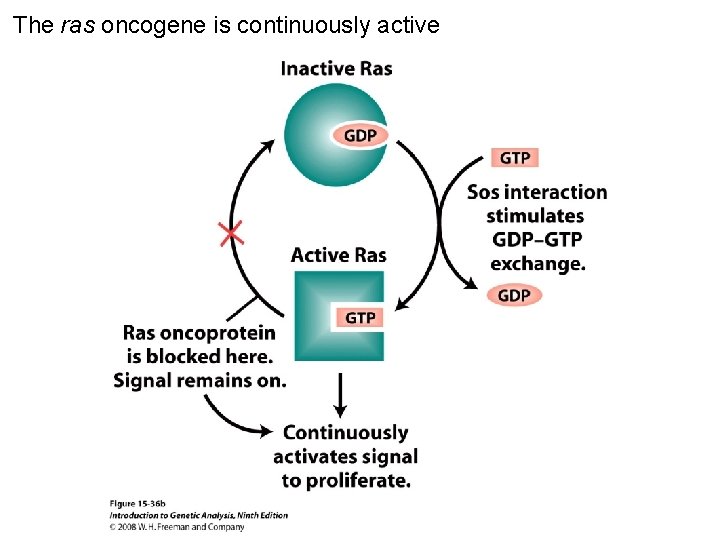 The ras oncogene is continuously active Figure 15 -36 b 