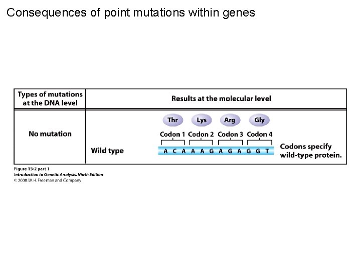 Consequences of point mutations within genes Figure 15 -2 part 1 