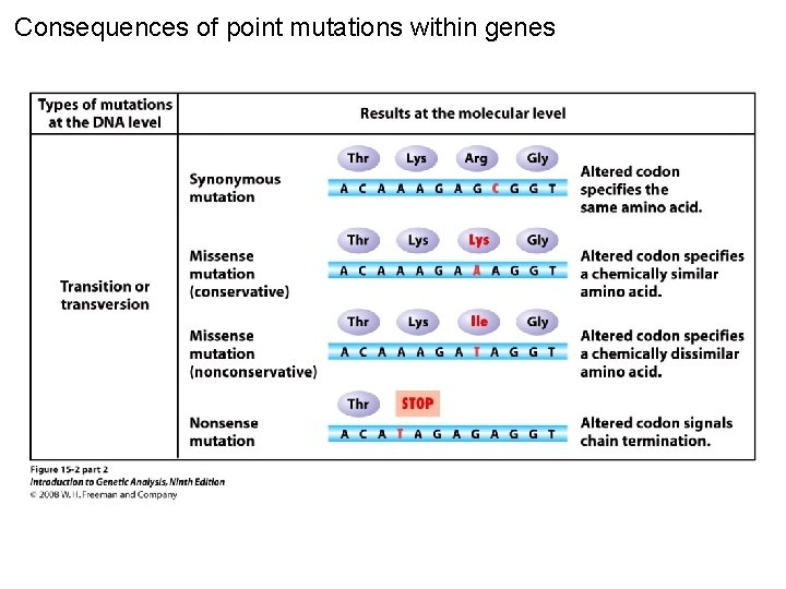 Consequences of point mutations within genes Figure 15 -2 part 2 