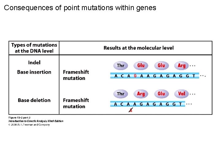 Consequences of point mutations within genes Figure 15 -2 part 3 