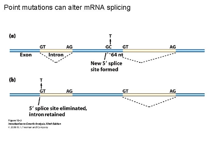 Point mutations can alter m. RNA splicing Figure 15 -3 