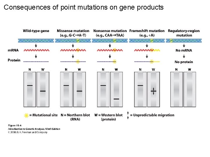 Consequences of point mutations on gene products Figure 15 -4 