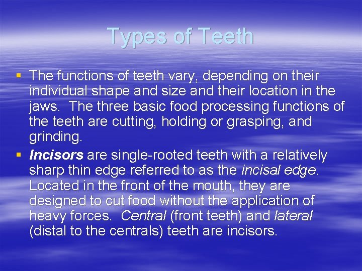 Types of Teeth § The functions of teeth vary, depending on their individual shape