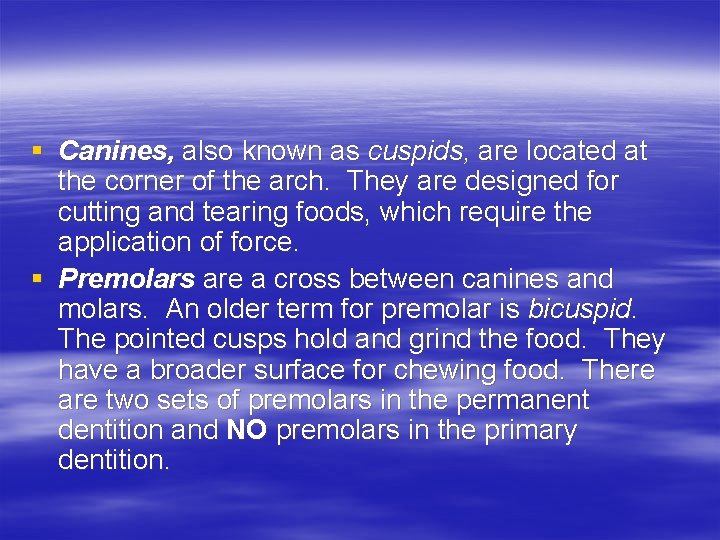 § Canines, also known as cuspids, are located at the corner of the arch.