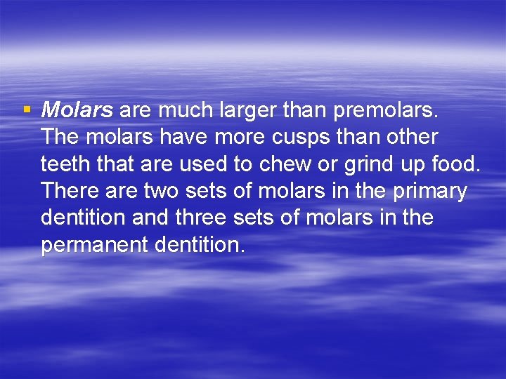 § Molars are much larger than premolars. The molars have more cusps than other