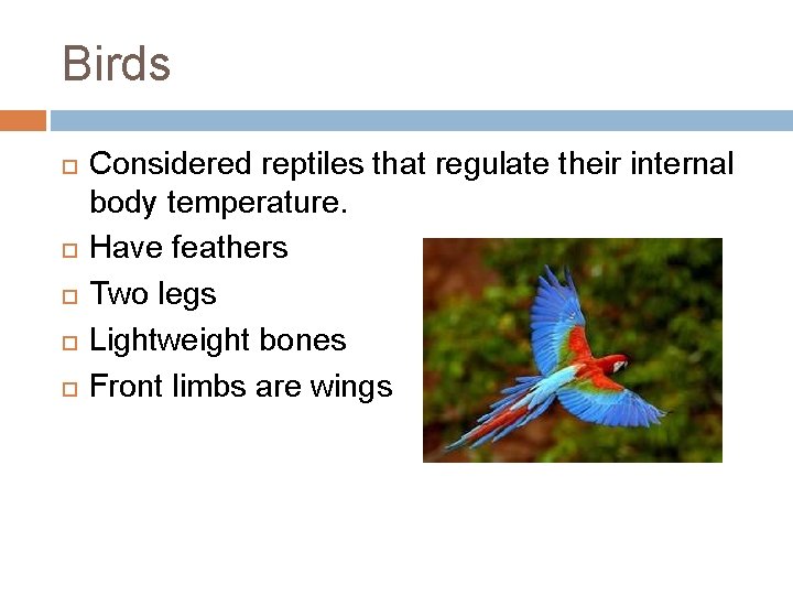 Birds Considered reptiles that regulate their internal body temperature. Have feathers Two legs Lightweight