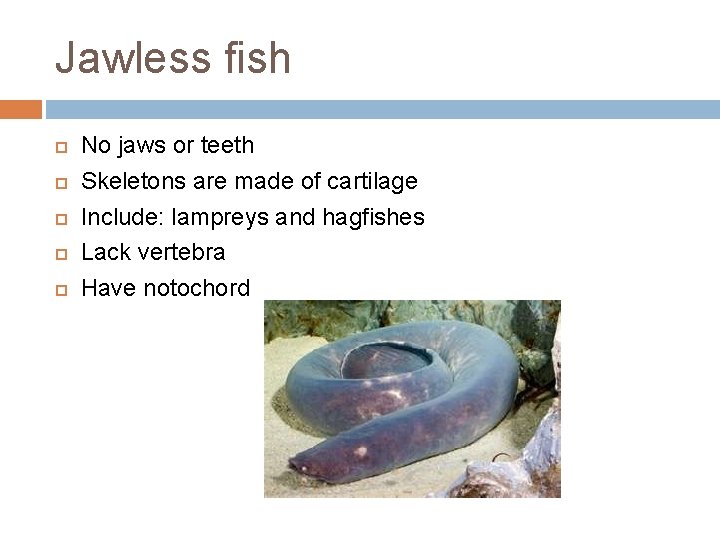 Jawless fish No jaws or teeth Skeletons are made of cartilage Include: lampreys and