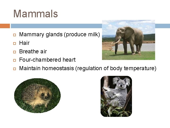 Mammals Mammary glands (produce milk) Hair Breathe air Four-chambered heart Maintain homeostasis (regulation of