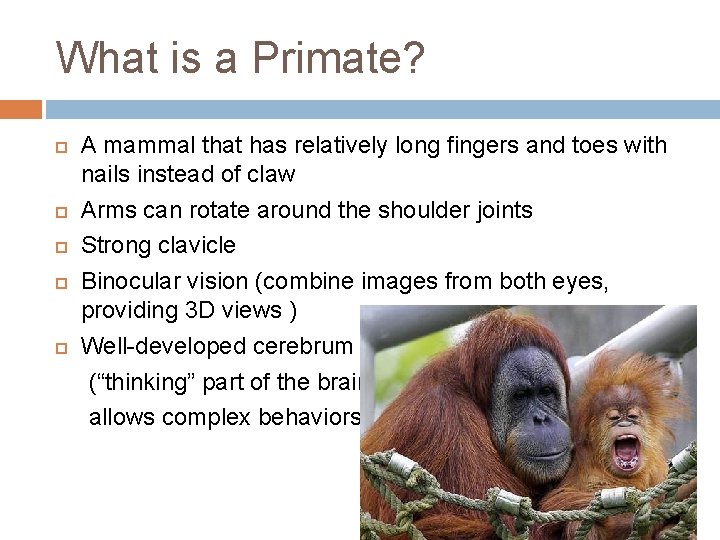 What is a Primate? A mammal that has relatively long fingers and toes with