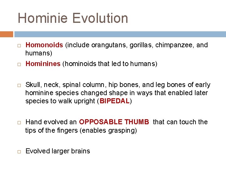 Hominie Evolution Homonoids (include orangutans, gorillas, chimpanzee, and humans) Hominines (hominoids that led to