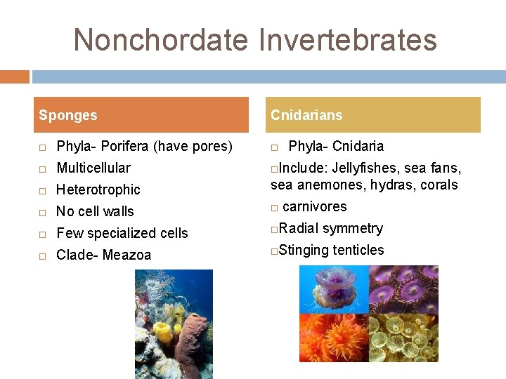 Nonchordate Invertebrates Sponges Cnidarians Phyla- Porifera (have pores) Multicellular Heterotrophic No cell walls Few