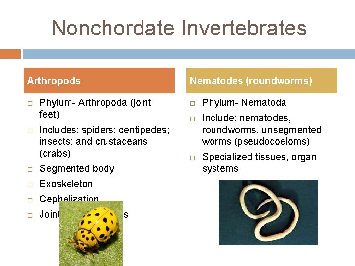 Nonchordate Invertebrates Arthropods Phylum- Arthropoda (joint feet) Includes: spiders; centipedes; insects; and crustaceans (crabs)