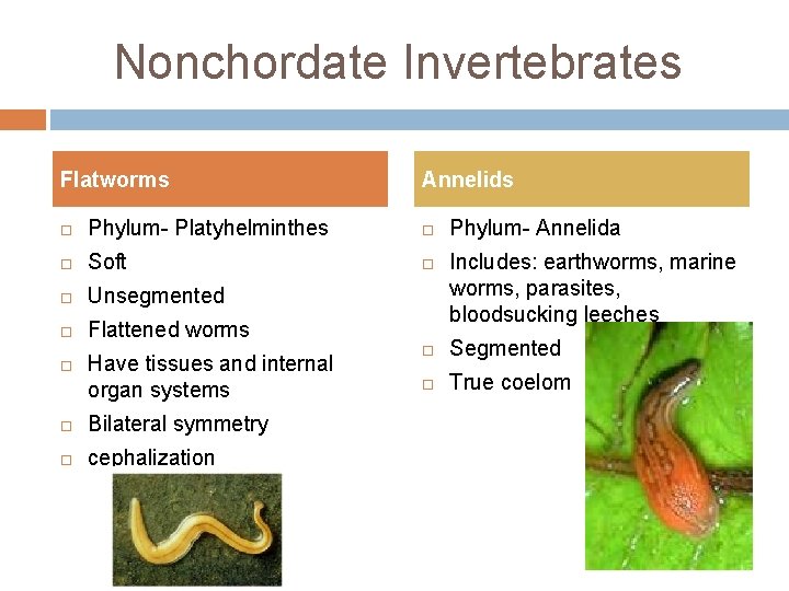 Nonchordate Invertebrates Flatworms Annelids Phylum- Platyhelminthes Soft Unsegmented Flattened worms Have tissues and internal
