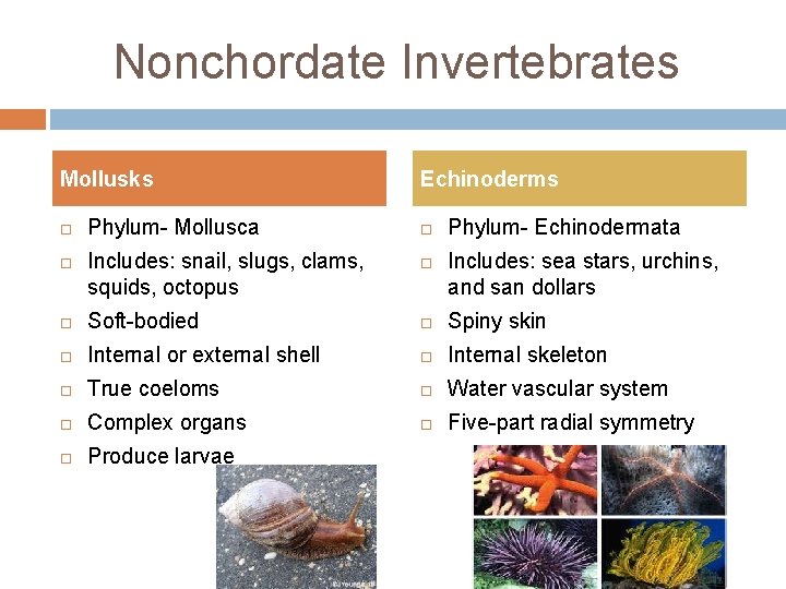 Nonchordate Invertebrates Mollusks Phylum- Mollusca Includes: snail, slugs, clams, squids, octopus Echinoderms Phylum- Echinodermata