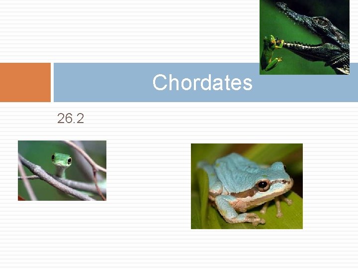 Chordates 26. 2 