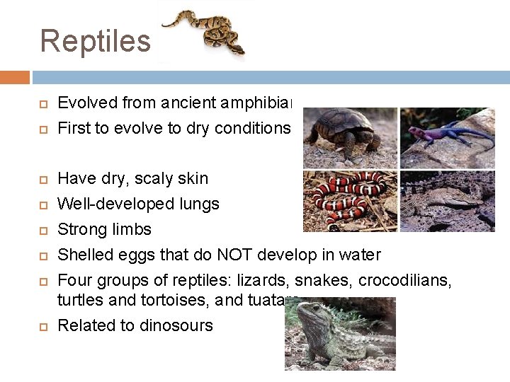 Reptiles Evolved from ancient amphibians First to evolve to dry conditions Have dry, scaly