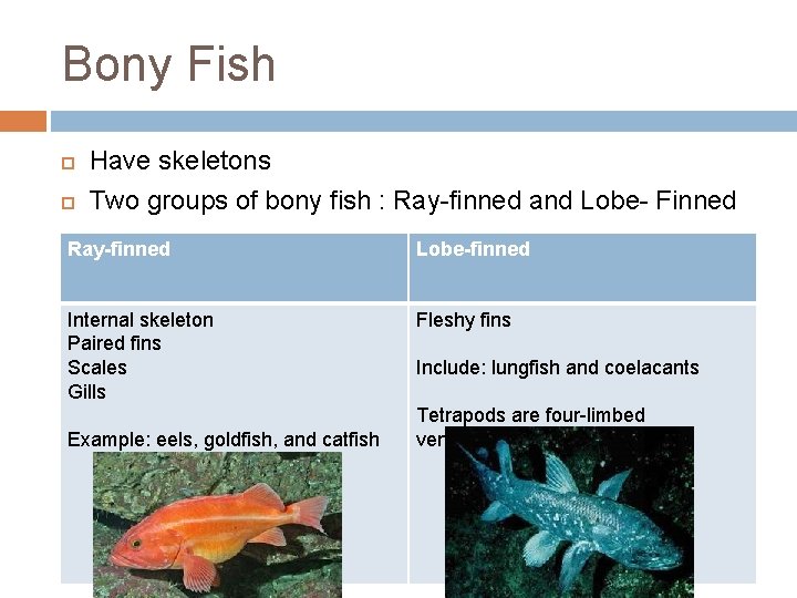 Bony Fish Have skeletons Two groups of bony fish : Ray-finned and Lobe- Finned
