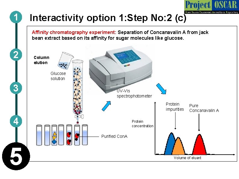 1 Interactivity option 1: Step No: 2 (c) Affinity chromatography experiment: Separation of Concanavalin