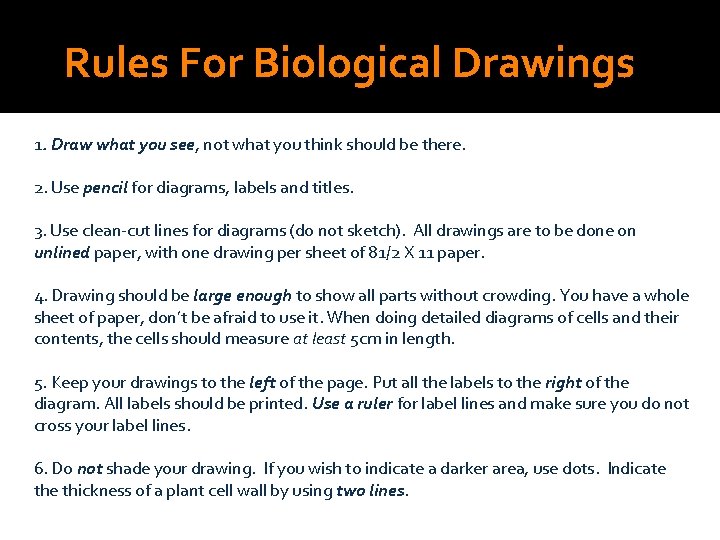 Rules For Biological Drawings 1. Draw what you see, not what you think should