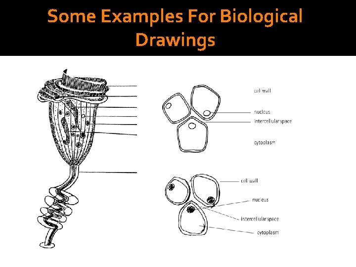 Some Examples For Biological Drawings 