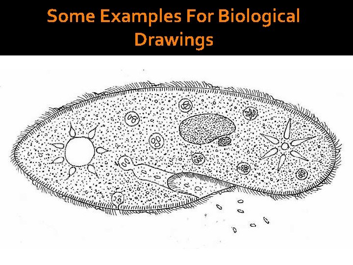 Some Examples For Biological Drawings 