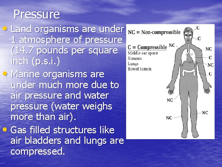 Pressure • Land organisms are under 1 atmosphere of pressure (14. 7 pounds per