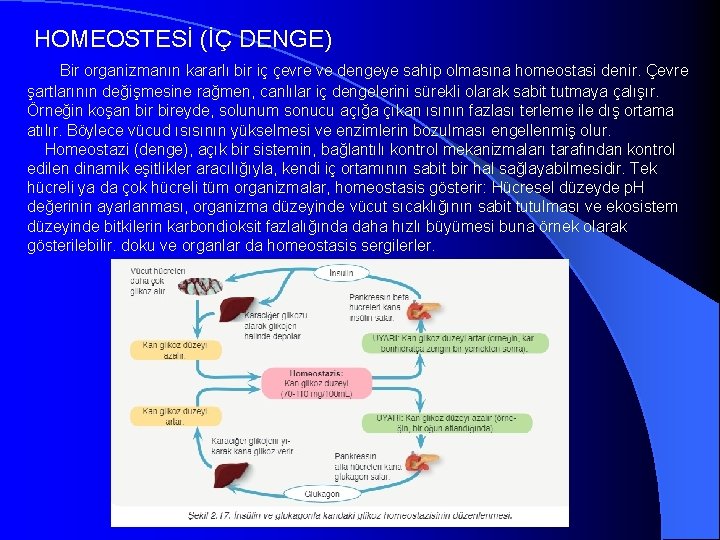 HOMEOSTESİ (İÇ DENGE) Bir organizmanın kararlı bir iç çevre ve dengeye sahip olmasına homeostasi