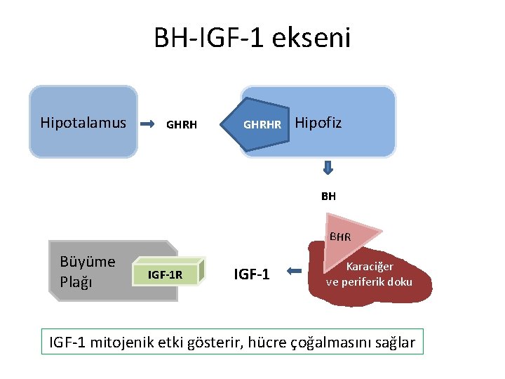 BH-IGF-1 ekseni Hipotalamus GHRHR Hipofiz BH BHR Büyüme Plağı IGF-1 R IGF-1 Karaciğer ve