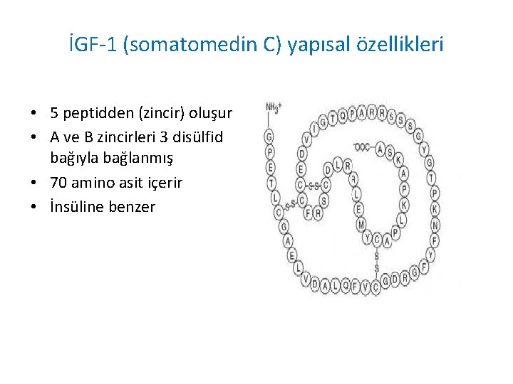 İGF-1 (somatomedin C) yapısal özellikleri • 5 peptidden (zincir) oluşur • A ve B