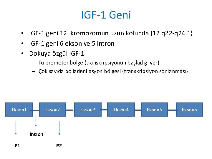IGF-1 Geni • İGF-1 geni 12. kromozomun uzun kolunda (12 q 22 -q 24.