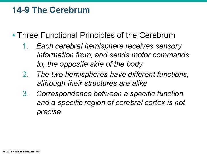 14 -9 The Cerebrum • Three Functional Principles of the Cerebrum 1. Each cerebral 14 -9 The Cerebrum • Three Functional Principles of the Cerebrum 1. Each cerebral