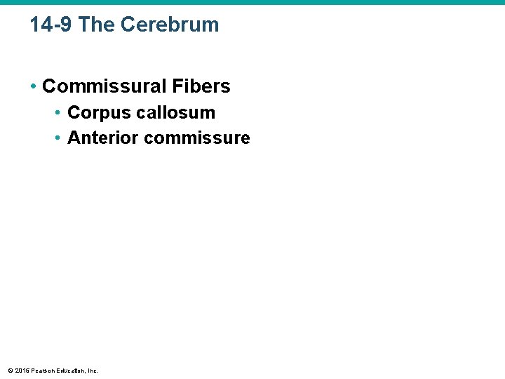 14 -9 The Cerebrum • Commissural Fibers • Corpus callosum • Anterior commissure © 14 -9 The Cerebrum • Commissural Fibers • Corpus callosum • Anterior commissure ©