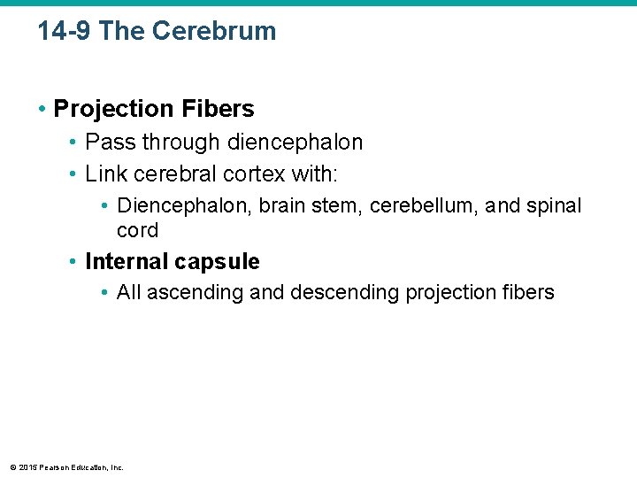 14 -9 The Cerebrum • Projection Fibers • Pass through diencephalon • Link cerebral 14 -9 The Cerebrum • Projection Fibers • Pass through diencephalon • Link cerebral