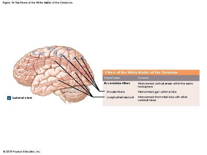 Figure 14 -14 a Fibers of the White Matter of the Cerebrum a Lateral Figure 14 -14 a Fibers of the White Matter of the Cerebrum a Lateral