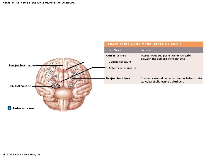 Figure 14 -14 b Fibers of the White Matter of the Cerebrum Fibers/Tracts Function Figure 14 -14 b Fibers of the White Matter of the Cerebrum Fibers/Tracts Function