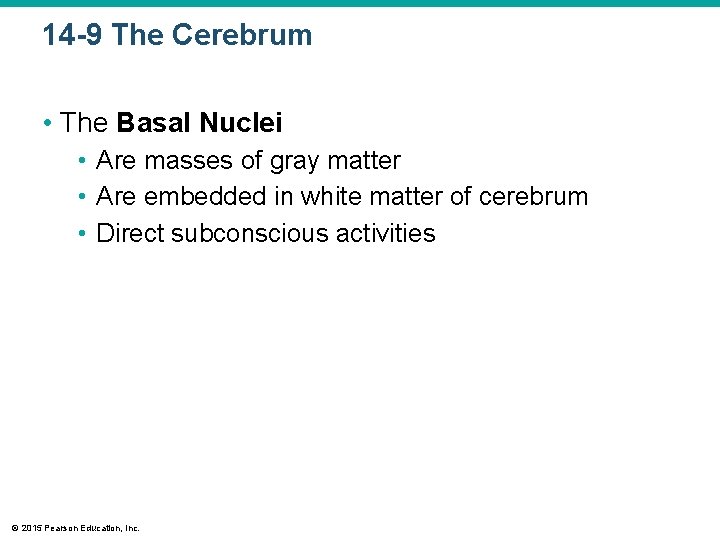 14 -9 The Cerebrum • The Basal Nuclei • Are masses of gray matter 14 -9 The Cerebrum • The Basal Nuclei • Are masses of gray matter