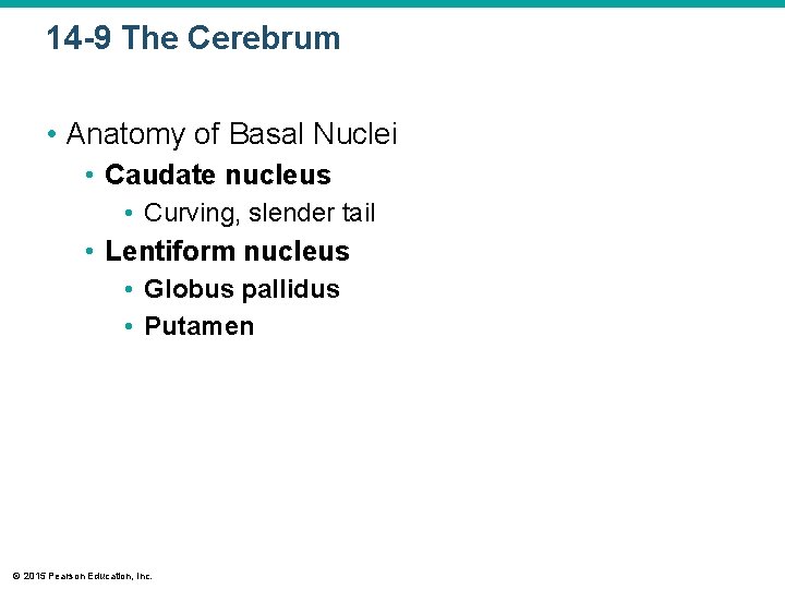 14 -9 The Cerebrum • Anatomy of Basal Nuclei • Caudate nucleus • Curving, 14 -9 The Cerebrum • Anatomy of Basal Nuclei • Caudate nucleus • Curving,