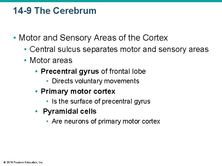 14 -9 The Cerebrum • Motor and Sensory Areas of the Cortex • Central 14 -9 The Cerebrum • Motor and Sensory Areas of the Cortex • Central