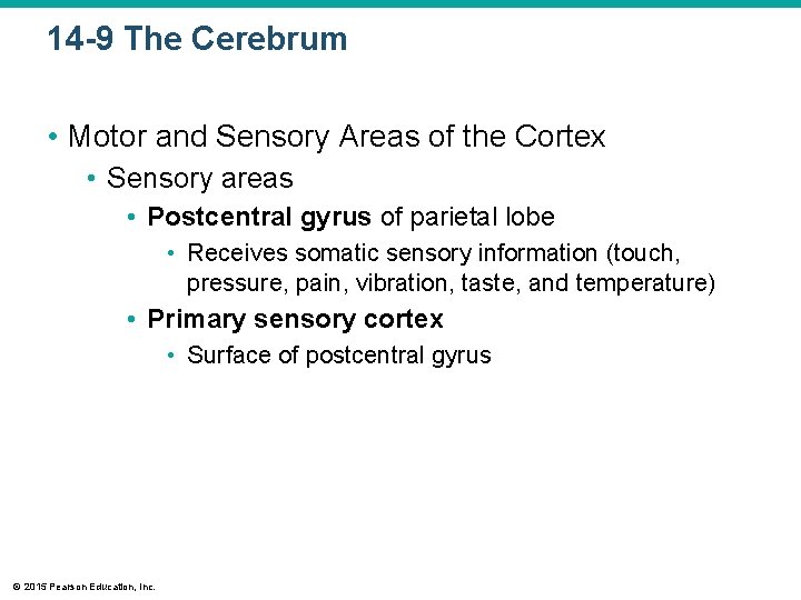 14 -9 The Cerebrum • Motor and Sensory Areas of the Cortex • Sensory 14 -9 The Cerebrum • Motor and Sensory Areas of the Cortex • Sensory